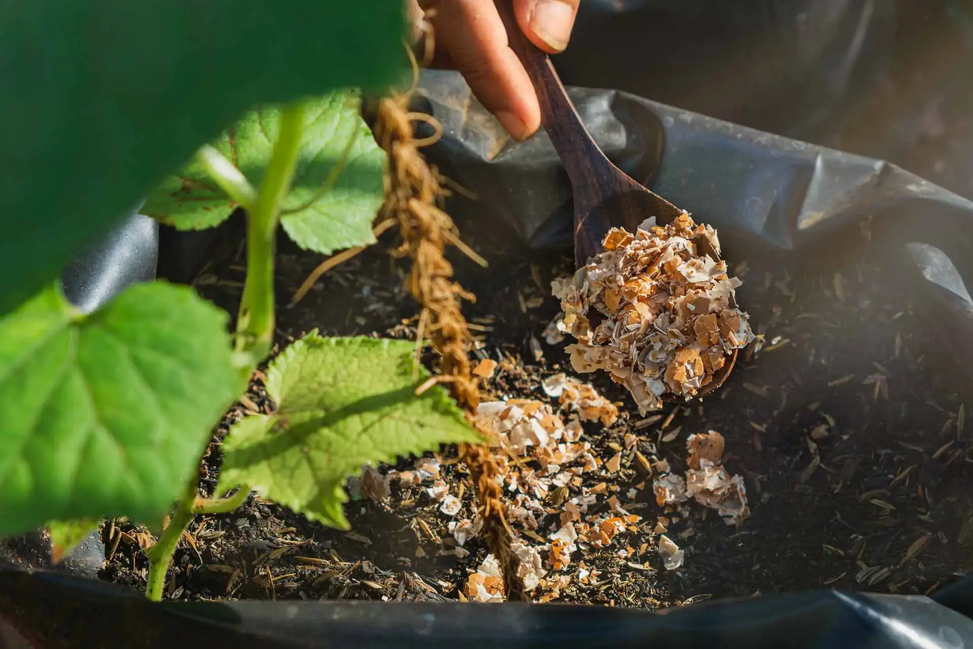 Eggshells and coffee grounds