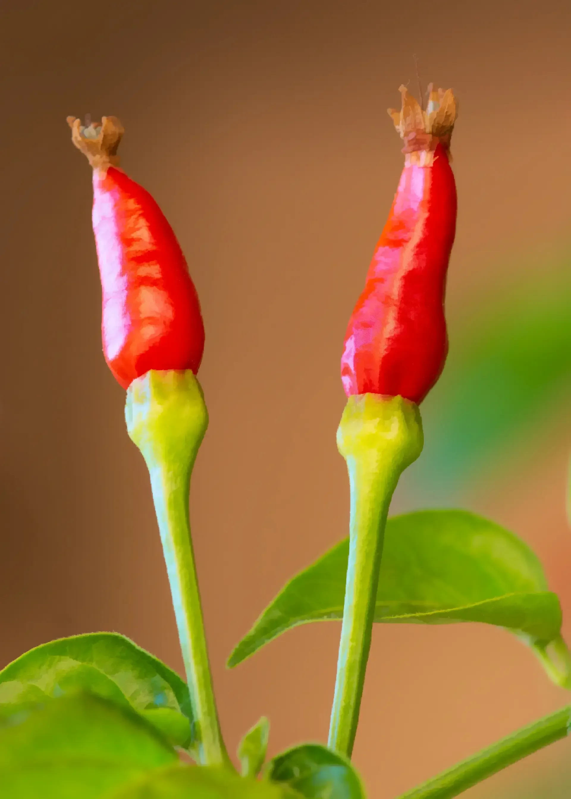 Small but spicy siling labuyo