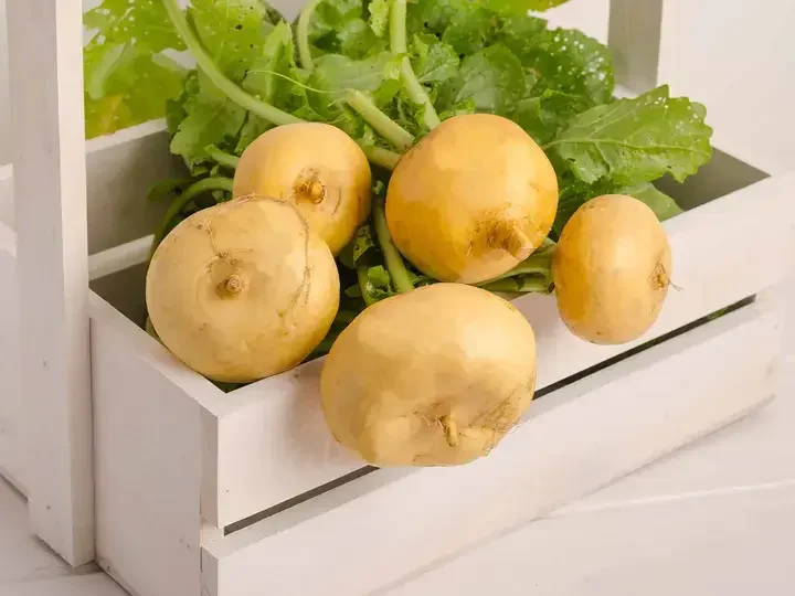 Singkamas Simplified