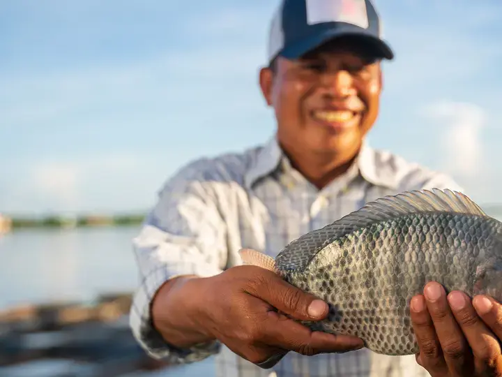 Aquaculture farmer man showcasing quality-raised tilapia in his hands